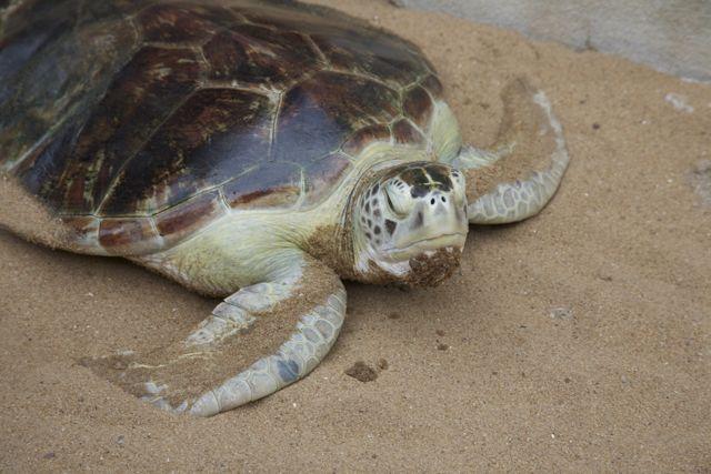 zeeschilldpadden in Afrika Benin